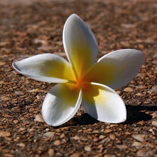 Hd-172466-ascw172466