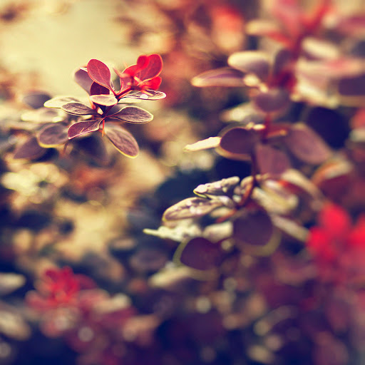 Hd-137281-ascw137281