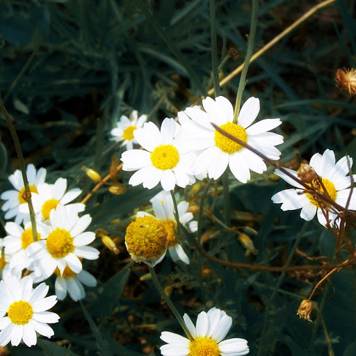 Hd-149397-ascw149397