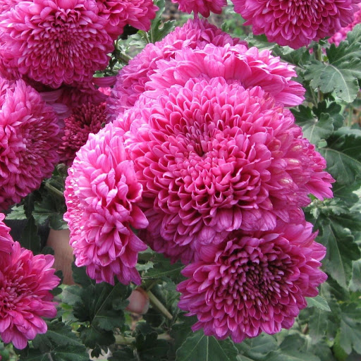 Hd-149159-ascw149159