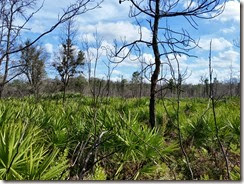 Field of palmettos