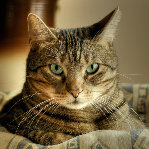 Hd-181598-ascw181598