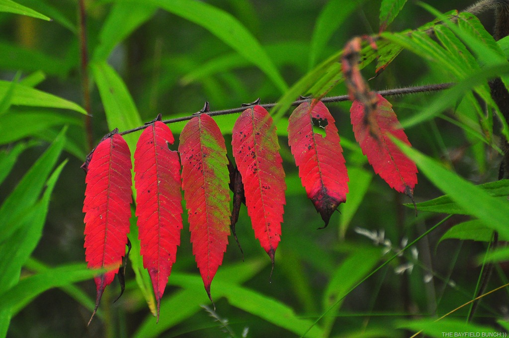 [DSC_0020%255B3%255D.jpg]