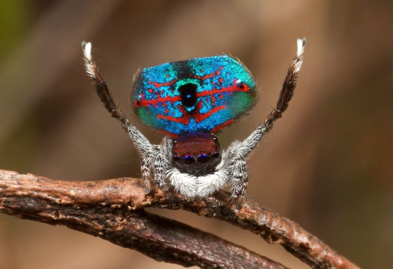 peacock-spider-6