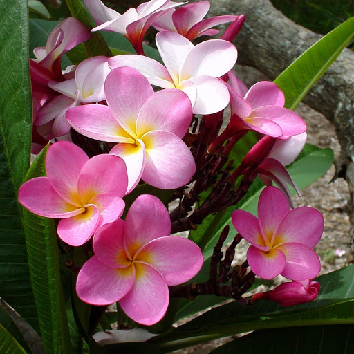 Hd-174237-ascw174237