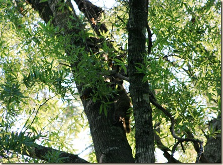coons in tree 2