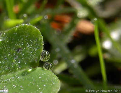 reflections of water drops © Evelyn Howard 2011