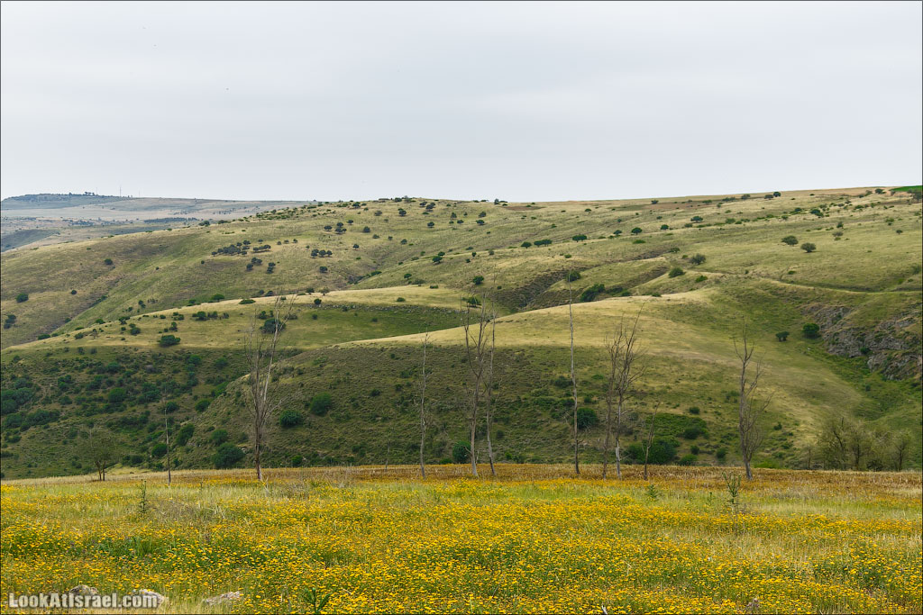 LookAtIsrael.com: Фото-блог о путешествиях по Израилю. Тель Авив, Иерусалим, Хайфа И вот мы уже идем вдоль холмов вади Тавор. Они уже не зеленые, но еще и не желтые. Они плюшевые. 