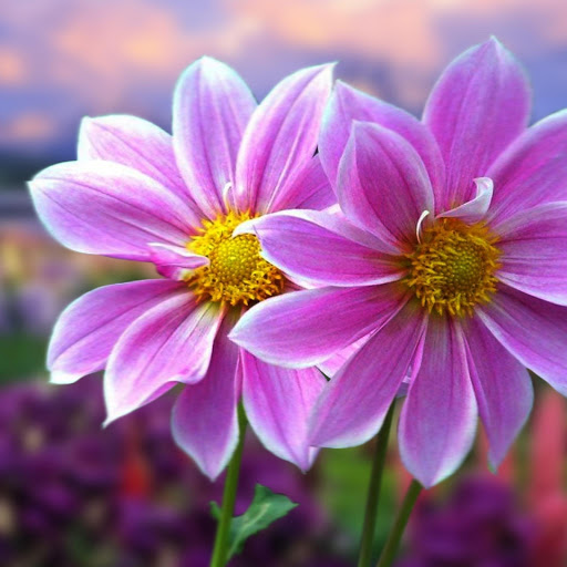 Hd-165043-ascw165043