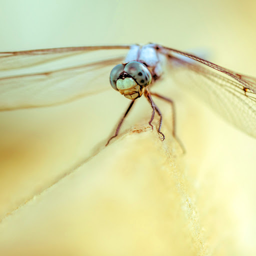 Hd-160663-ascw160663