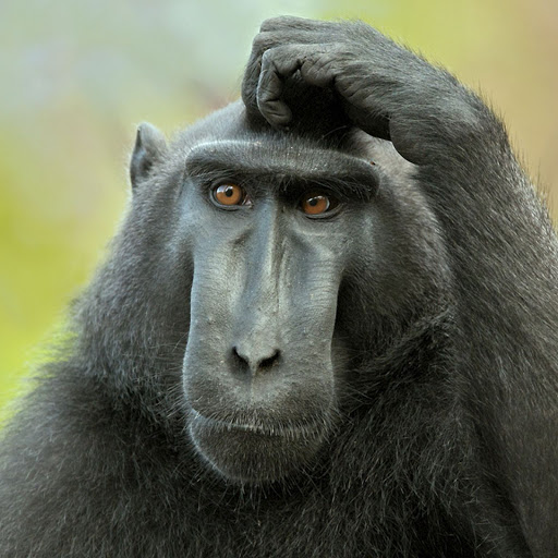 Hd-151174-ascw151174