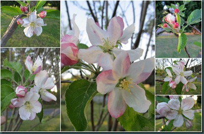 apple blooms