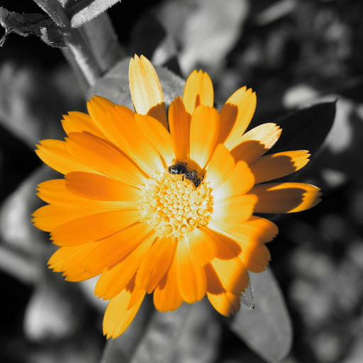 Hd-176150-ascw176150