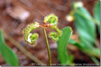 5116 Circular a Firgas-R2(Rosquilla fina) 5116 Circular a Firgas-R2(Rosquilla fina)