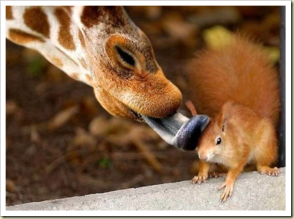 giraffe squirrel