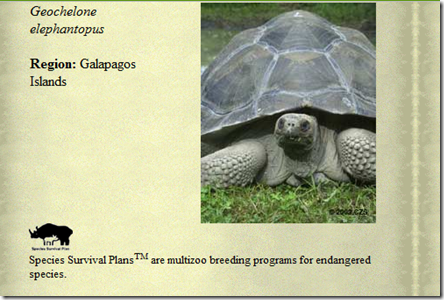 Galapagos  tortoises
