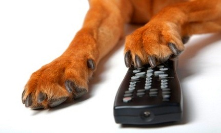 Comercial de TV fala com cachorro