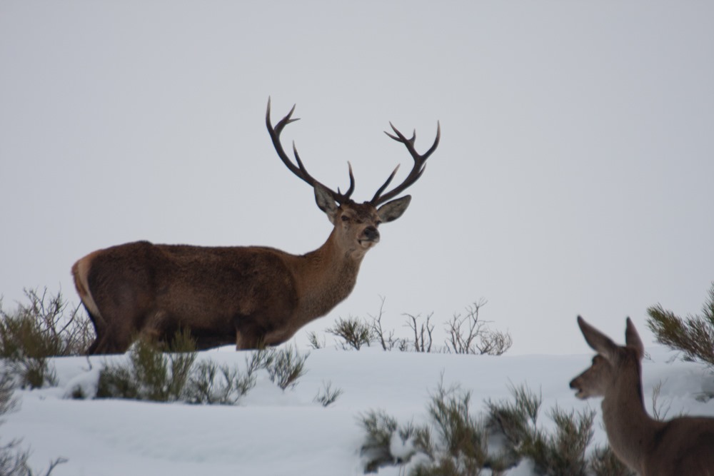 [venaosnieve36%255B4%255D.jpg]