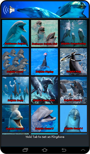 Dolphin Soundboards