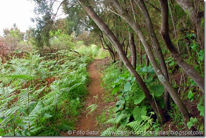 7972 Circular a Firgas R3-Hoya de las Brumas 7972 Circular a Firgas R3-Hoya de las Brumas