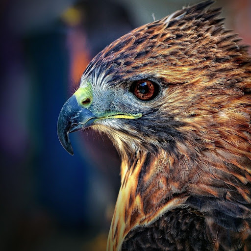 Hd-142977-ascw142977