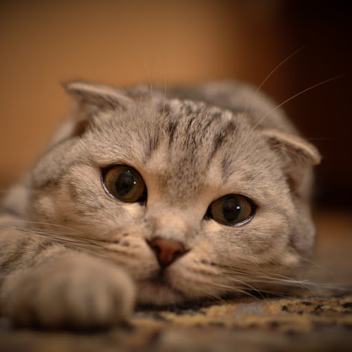 Hd-157180-ascw157180