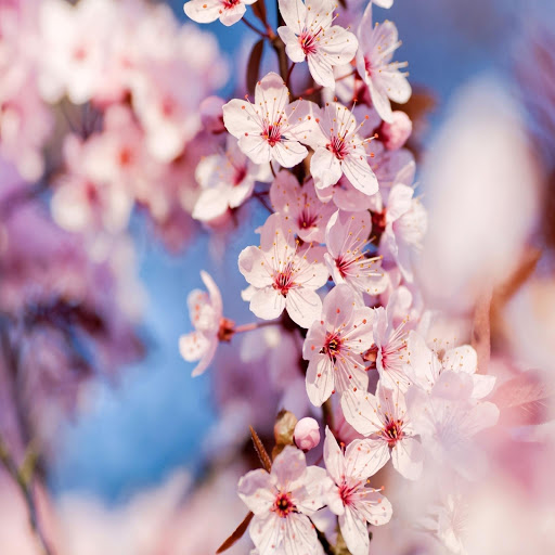 Hd-170243-ascw170243