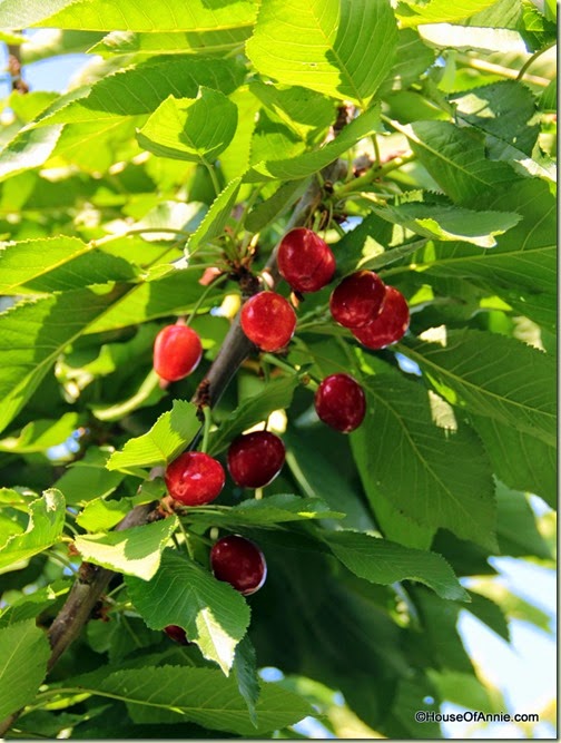 Cherries waiting to be picked