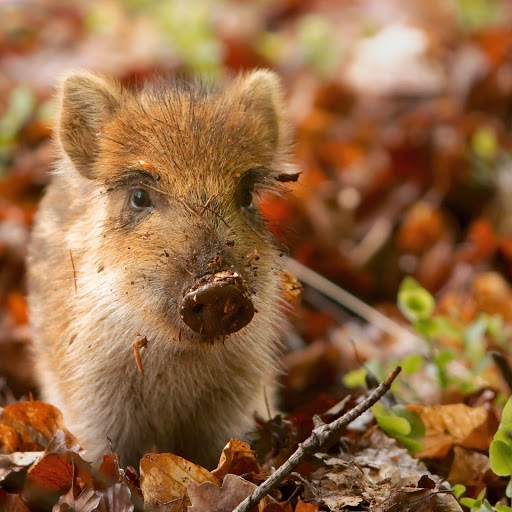 Hd-173075-ascw173075