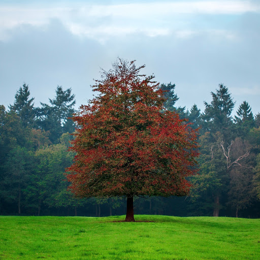 Hd-167729-ascw167729