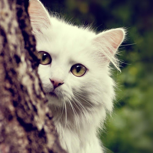 Hd-176484-ascw176484