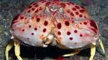 Méditerranée anfractuosité rocheuse crabe honteux