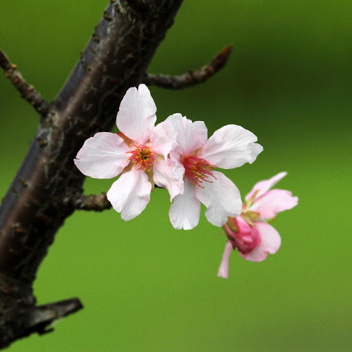 Hd-177094-ascw177094