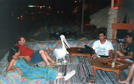 Distractie Egipt: cu Samira, pelicanul din Nuweiba