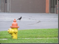 crow by hydrant