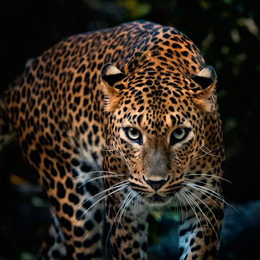 Hd-135100-ascw135100