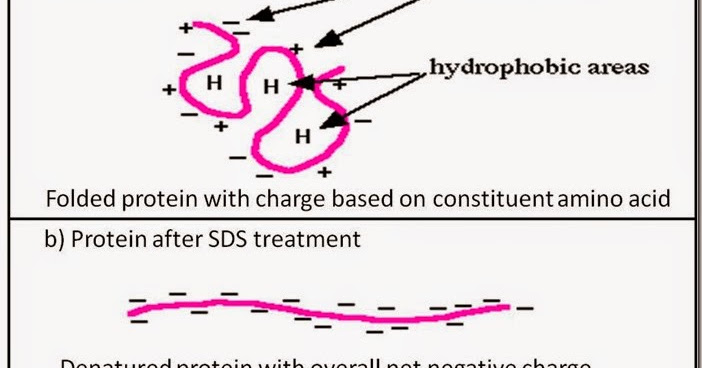 biology exams 4 u function of sds in dna extraction and in sds page