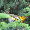 Cape May Warbler