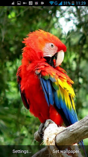 免費下載個人化APP|Parrot Live Wallpaper app開箱文|APP開箱王