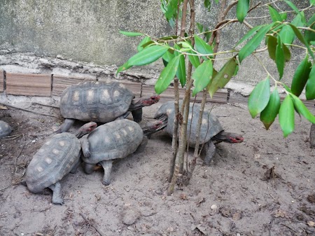 Testoasele din rezervatie