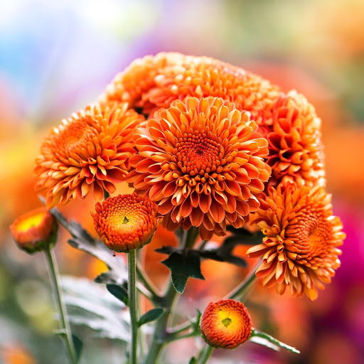 Hd-152690-ascw152690