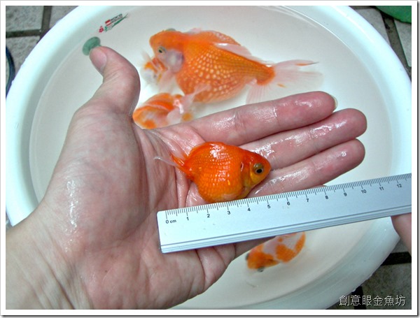金魚長多大,金魚能長多大,金魚尺寸,金魚公分,金魚size,金魚大小,珠鱗大小,珠鱗尺寸