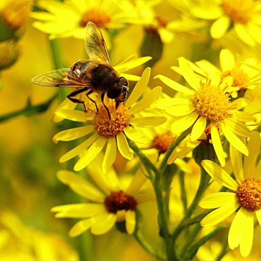 Hd-147096-ascw147096