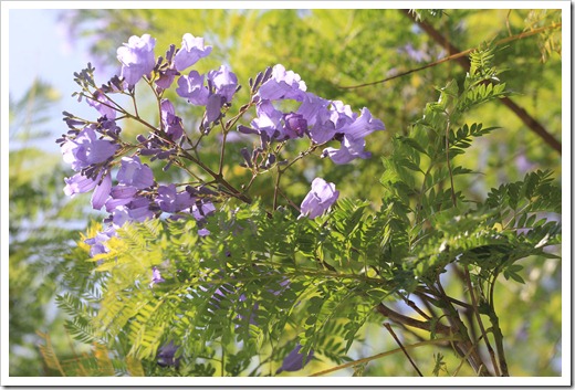 130512_Jacaranda-mimosifolia_14