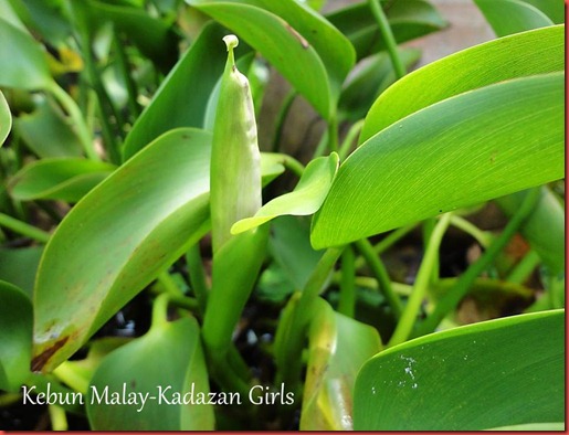Water Hyacinth Bud