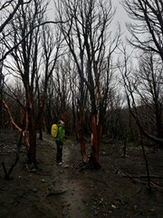 Checking out the burnt forest in Torres del Paine, Chile.