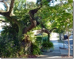 Near downtown Cedar Key