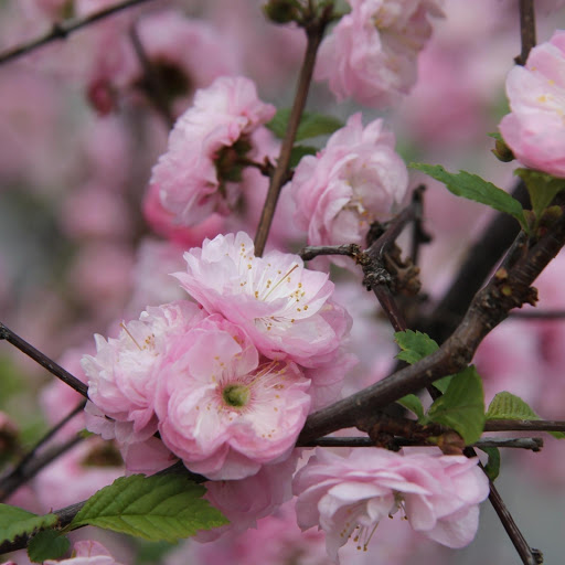 Hd-171694-ascw171694