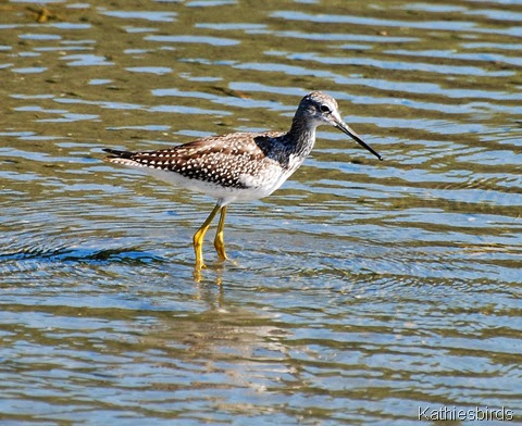 18. yellowlegs-kab