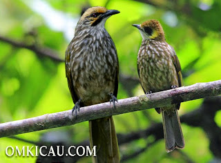 Hati-hati dengan jenis burung kicau yang memiliki kesamaan cucak rawa